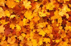 Herfst