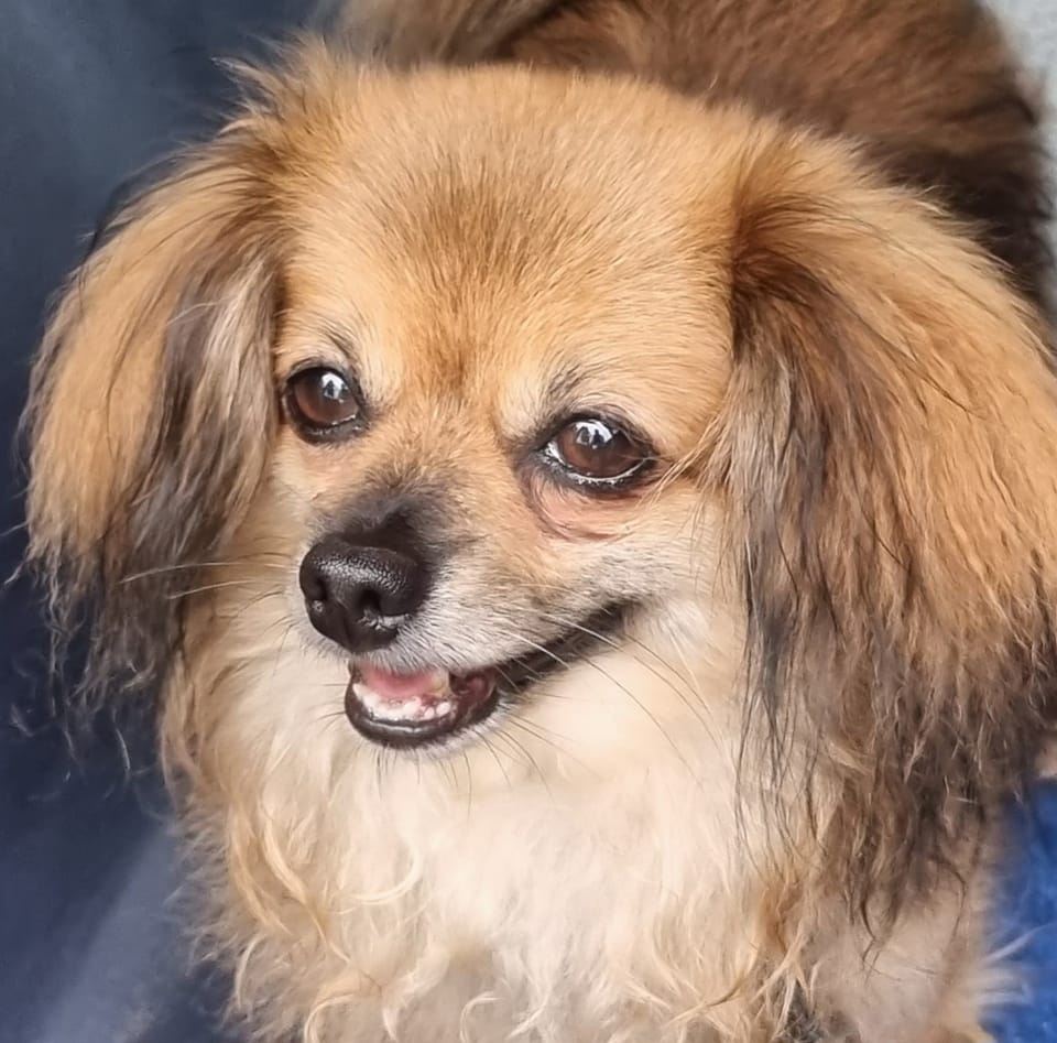 De dierenfotograaf komt weer langs bij van Roijen!