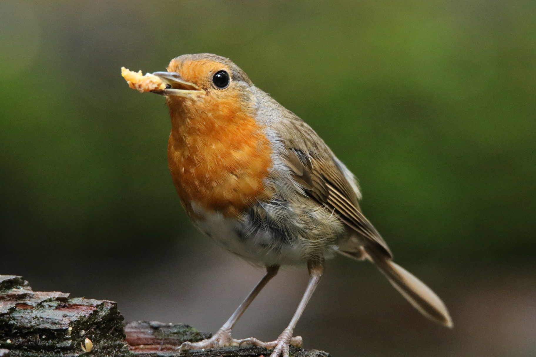 tuintips-voor-voorjaars-en-zomervogels-jutter-hofgeest