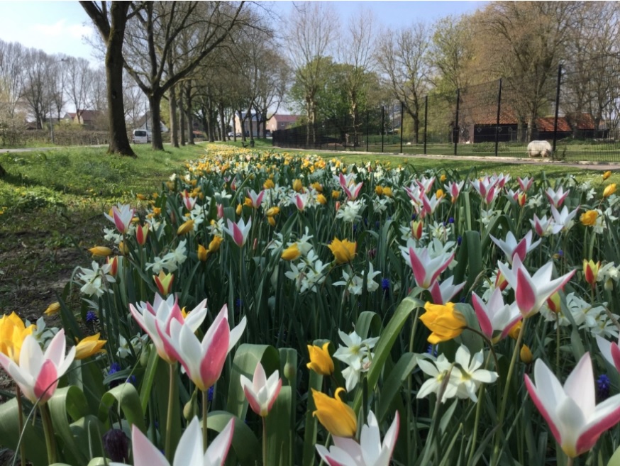 Bloemenpracht in Johan Maurits van Nassaulaan dankzij Buurtinitiatief
