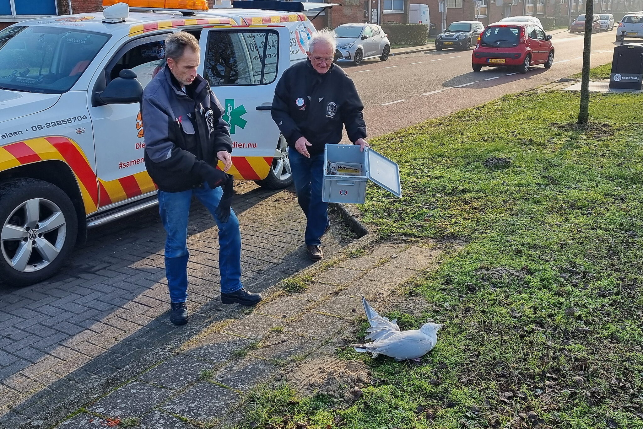 Gewonde en dode meeuw na aanrijding