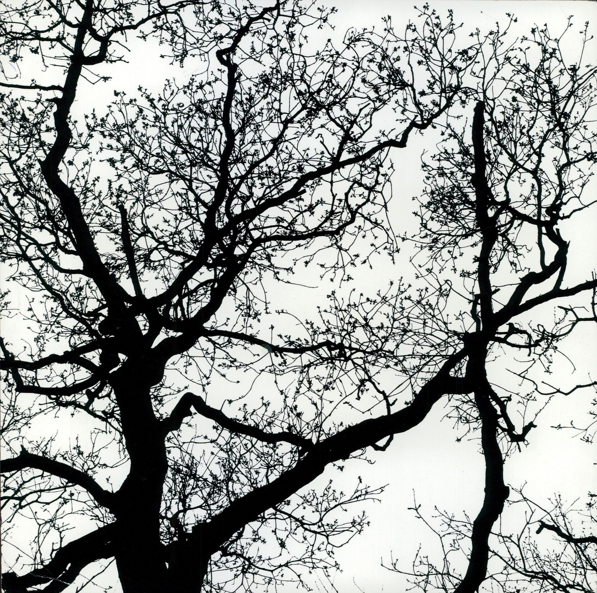 Kijk anders naar de winter: ontdek de schoonheid van kale bomen