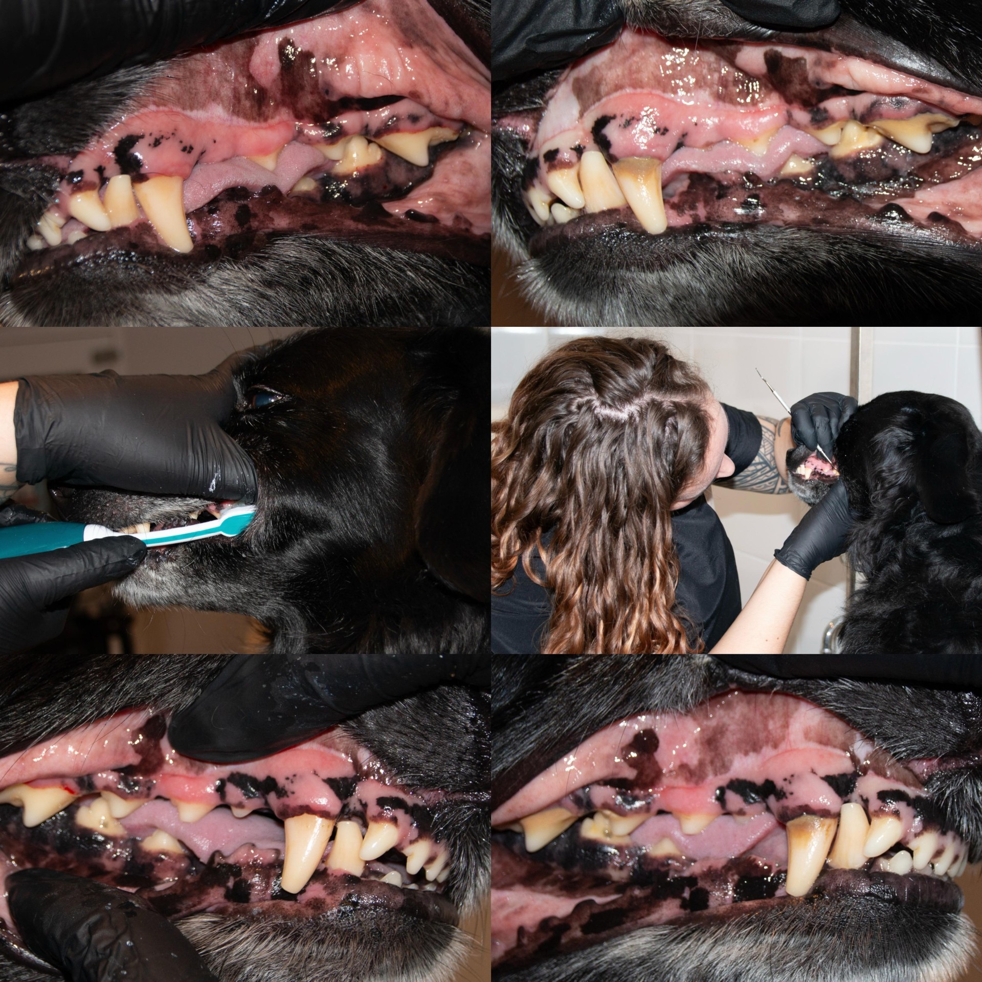 De maand van het gebit bij Sky’s Dierenspeciaalzaak