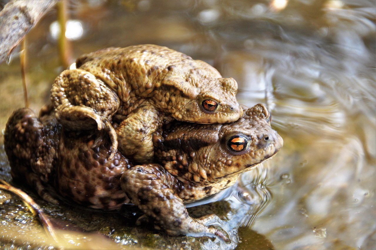 De paddentrek begint