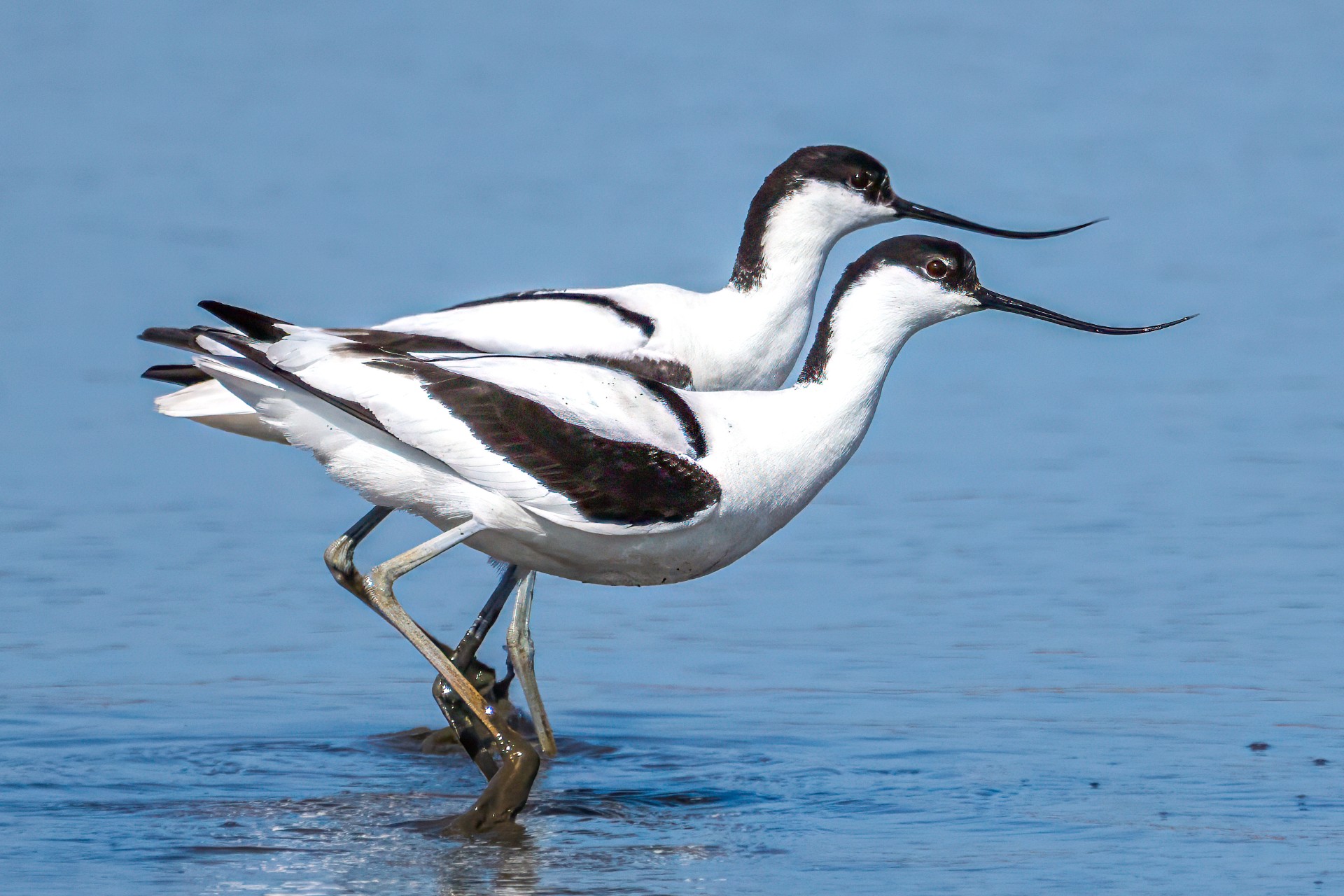 Vogelexcursies Landje van Gruijters