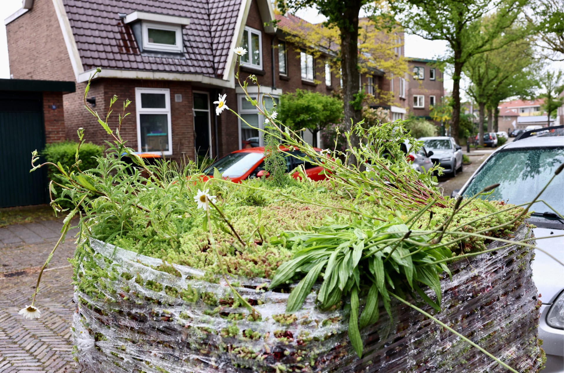 Velsenaren leggen samen 760 m2 nieuwe groene daken aan