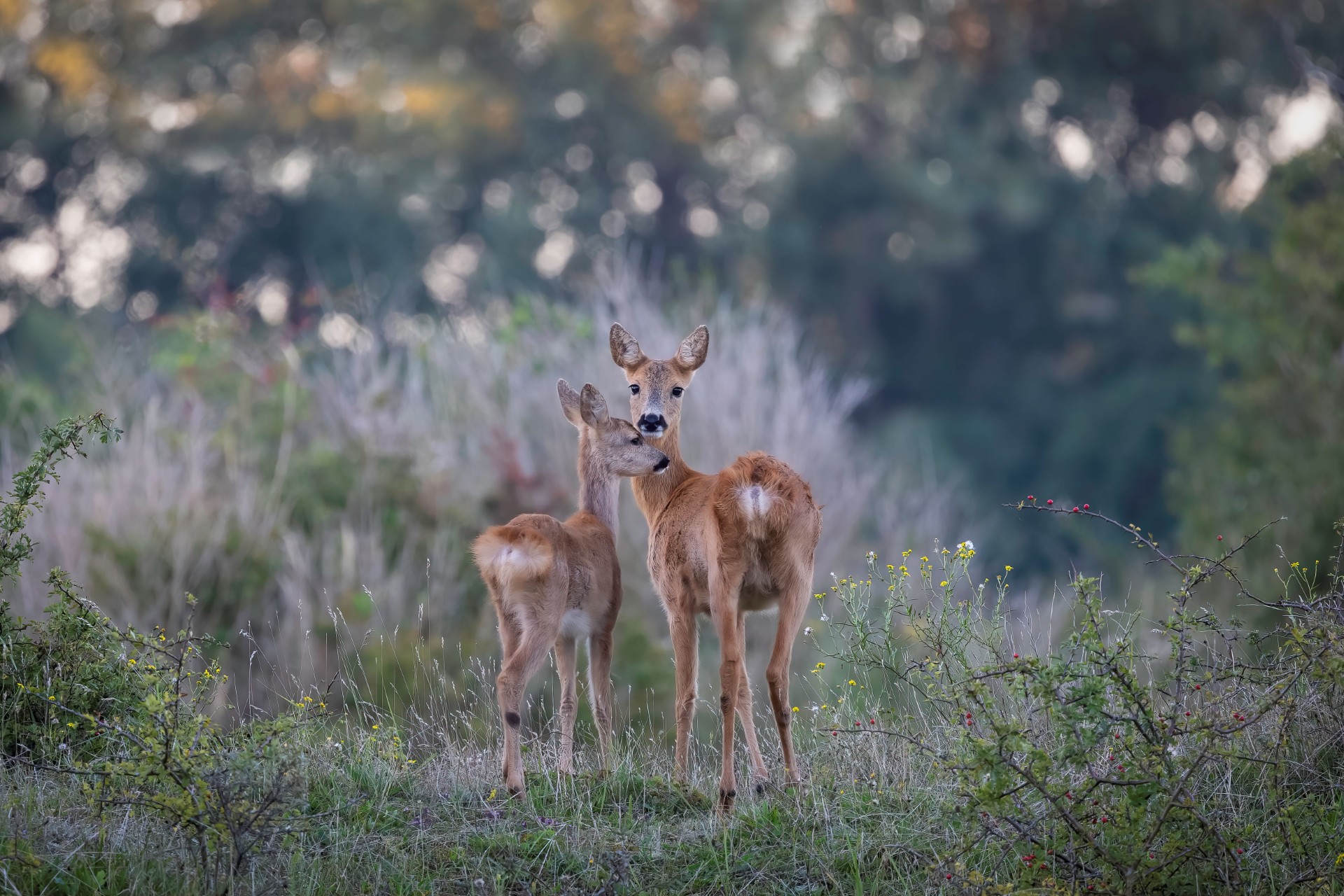 Doe mee en maak de mooiste foto voor de fotowedstrijd van de Dag van de Duinen