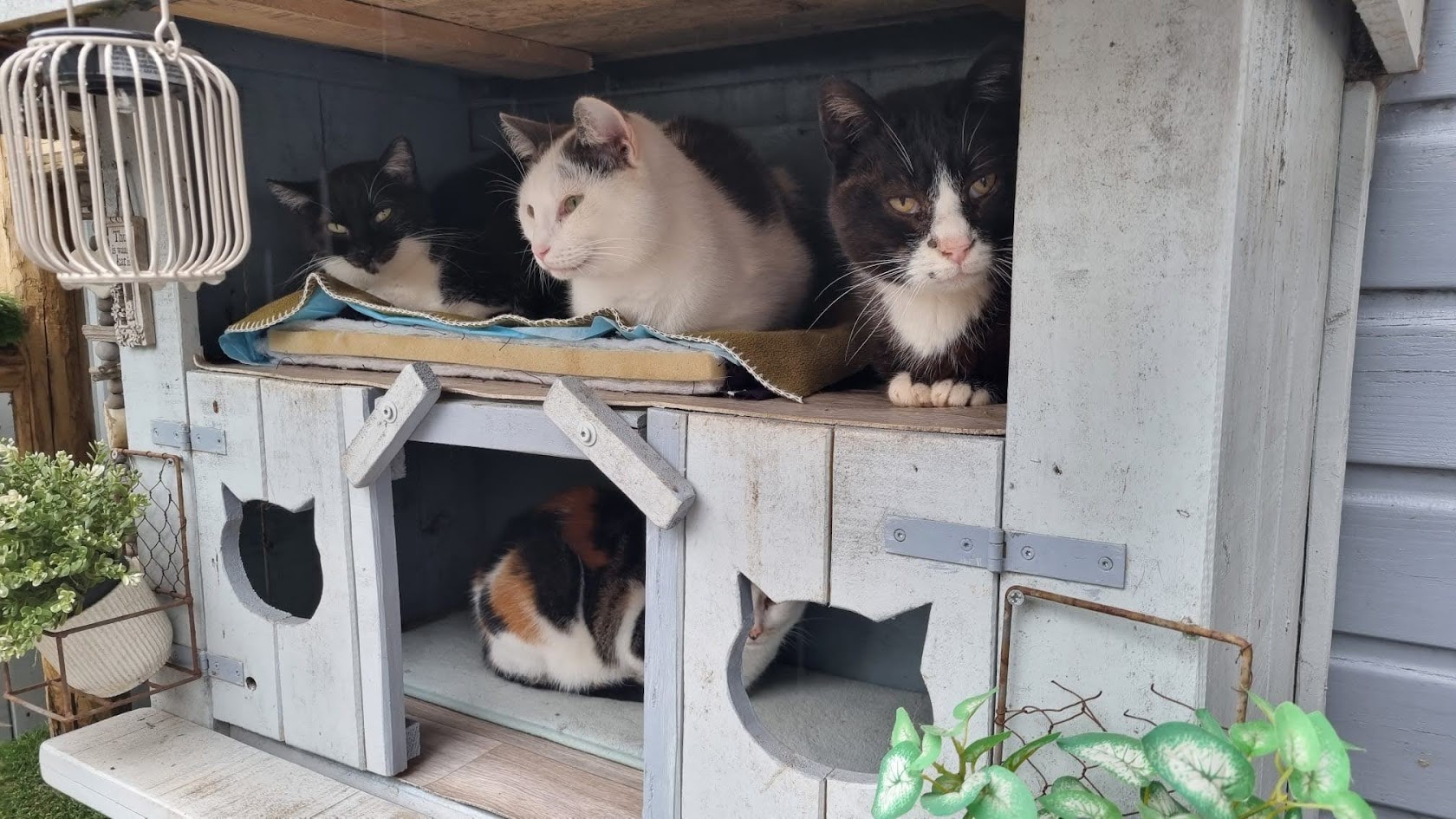 Kennels voor katten
